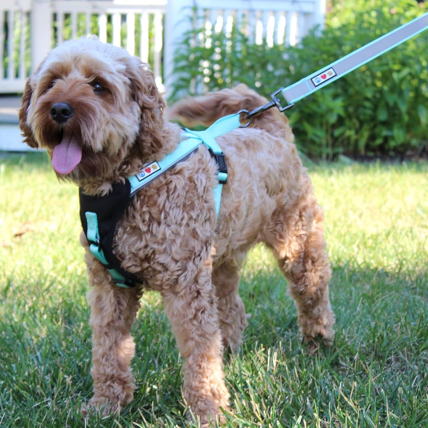 Reflective Dog Harness - Padded, Comfort Control for Walks or Runs - Medium Teal
